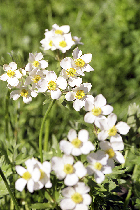 Изображение особи Anemonastrum protractum.