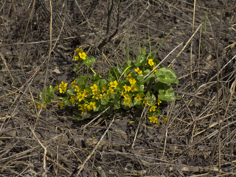 Image of Caltha palustris specimen.