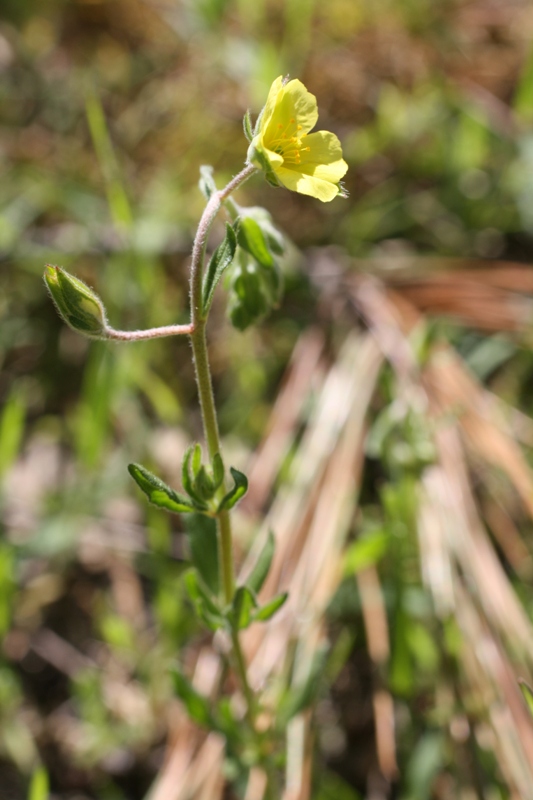 Image of Helianthemum salicifolium specimen.