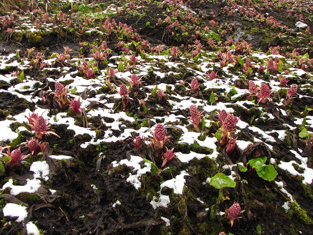 Image of Petasites hybridus specimen.