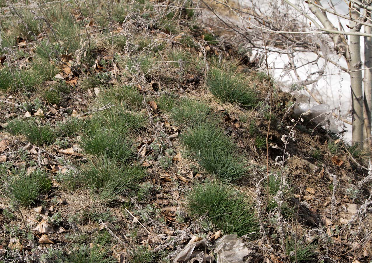 Image of Festuca valesiaca specimen.