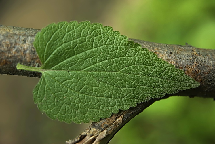 Image of Lamium album ssp. orientale specimen.