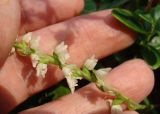 Goodyera repens