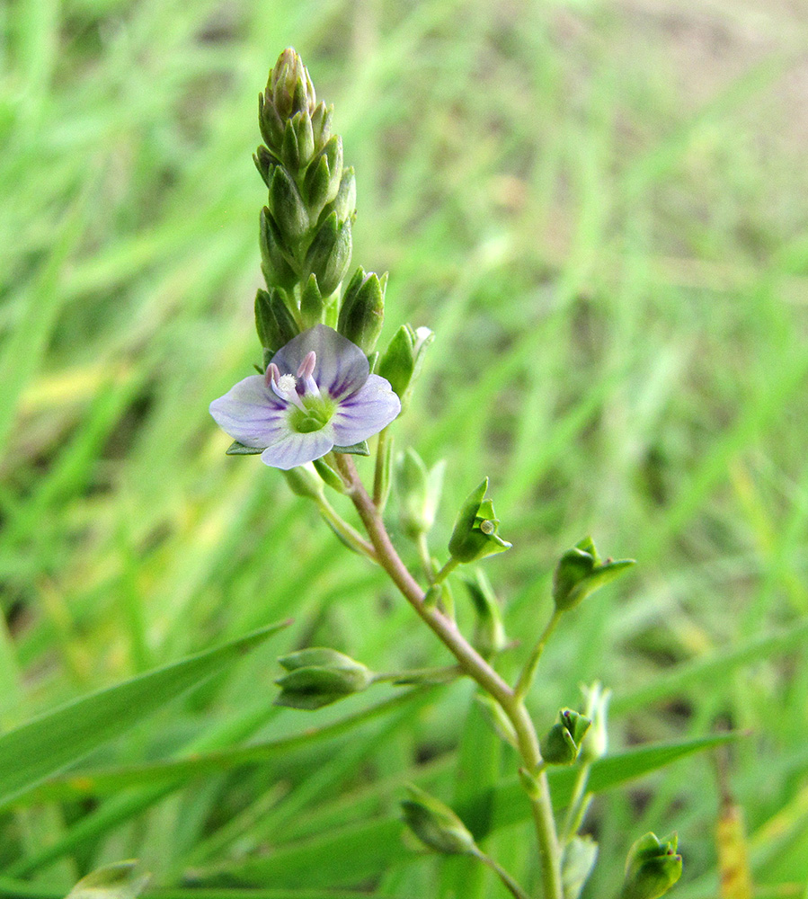 Image of Veronica anagallis-aquatica specimen.