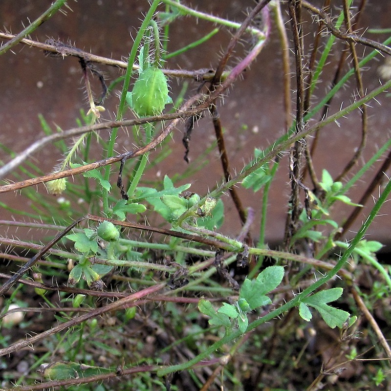 Image of Papaver rhoeas specimen.