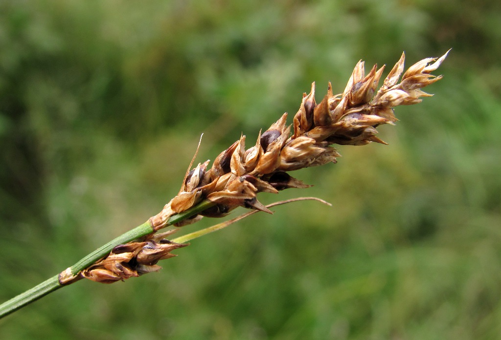 Image of Carex appropinquata specimen.