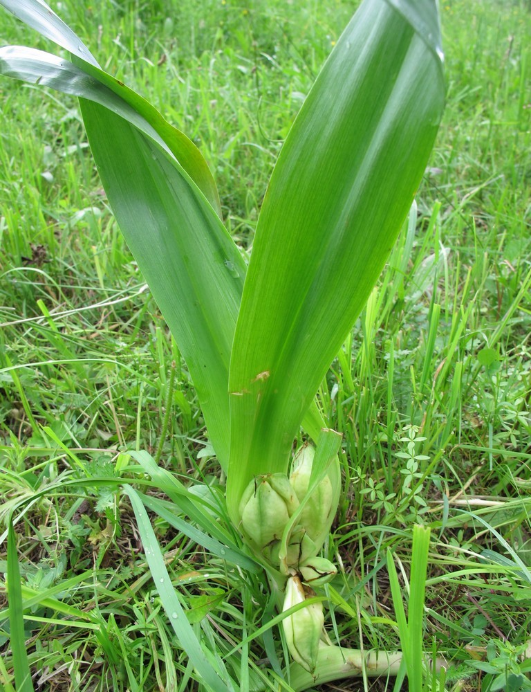 Image of Colchicum autumnale specimen.