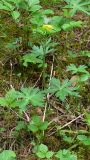 Trollius europaeus. Цветущее растение. Свердловская обл., окр. г. Североуральск, южная окраина Колонгинского водохранилища, окраина болота. 03.06.2012.