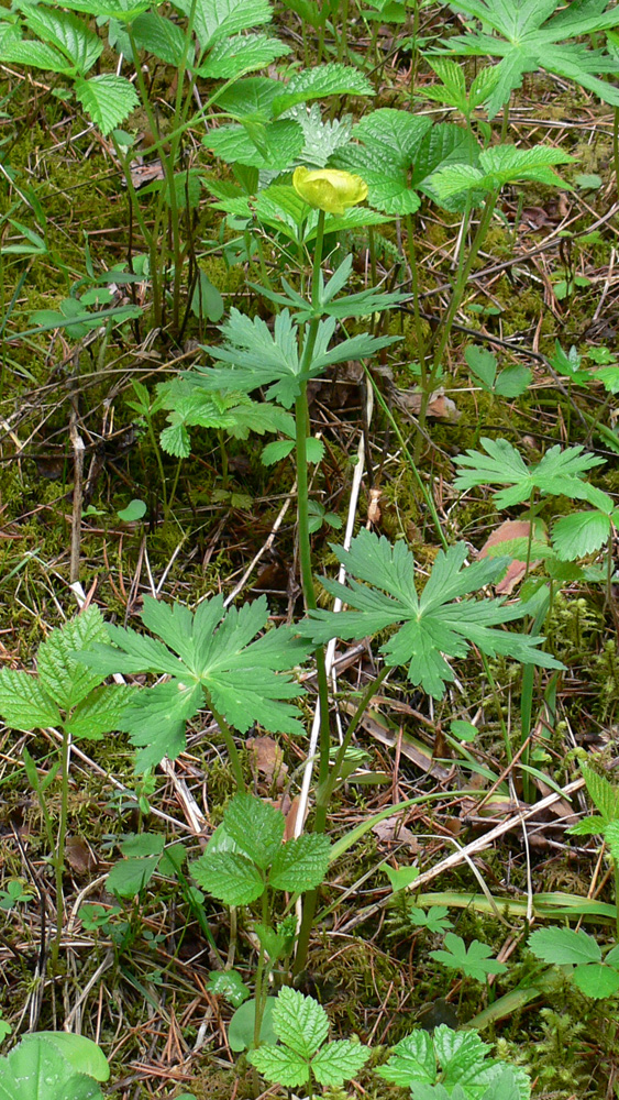 Изображение особи Trollius europaeus.