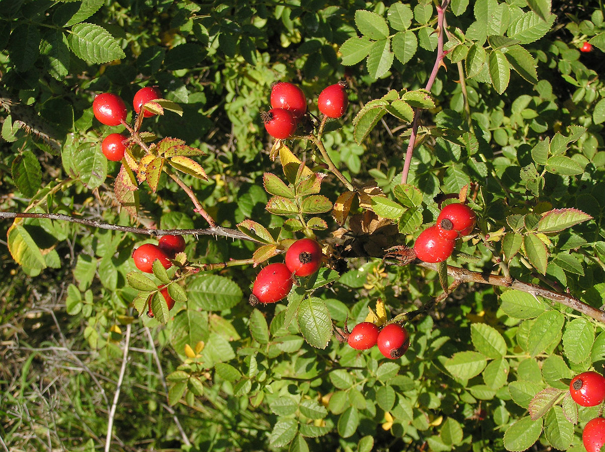 Image of Rosa rubiginosa specimen.