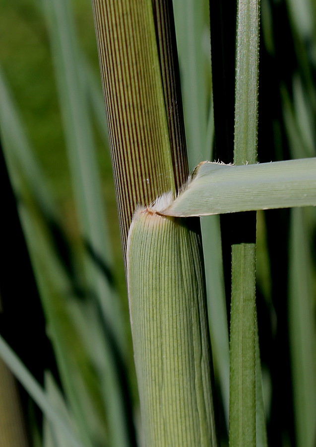 Изображение особи Cortaderia selloana.