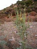 Verbascum gaillardotii. Цветущее растение. Israel, Mount Carmel. 08.06.2008.