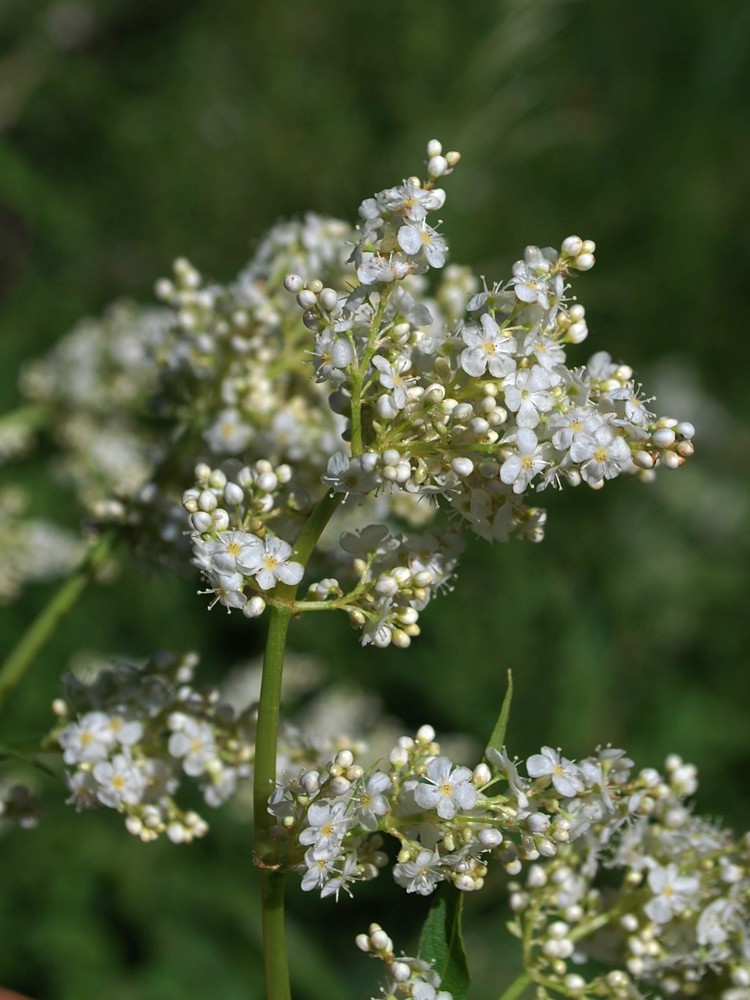 Изображение особи Aconogonon coriarium.