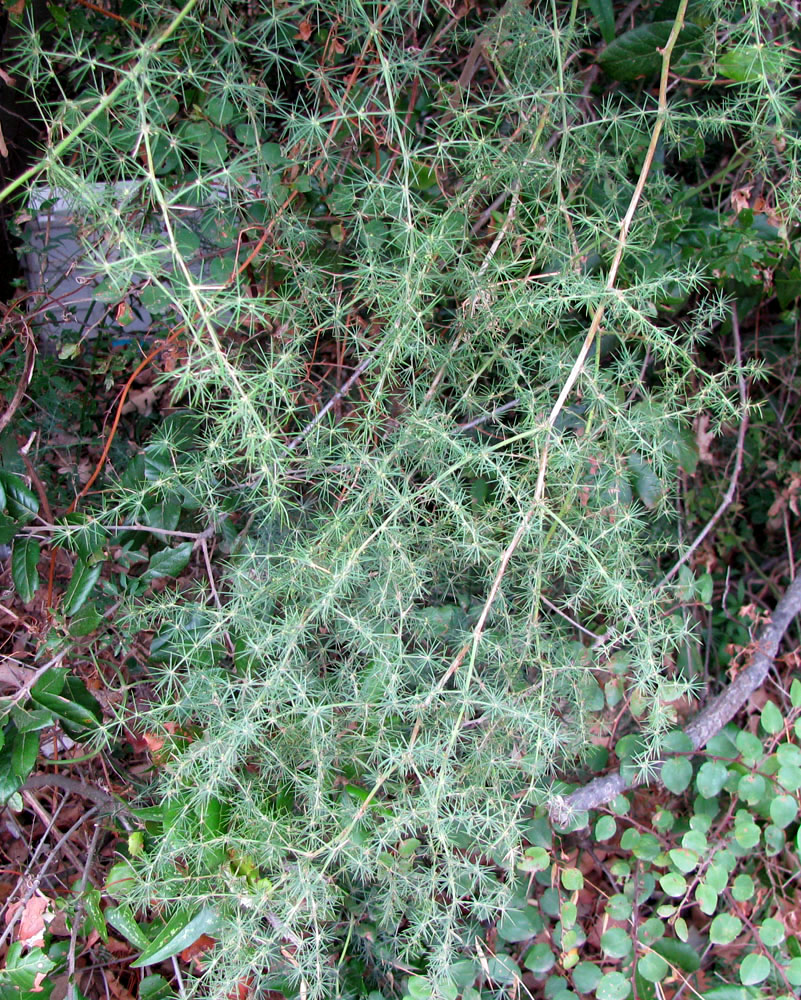 Image of Asparagus acutifolius specimen.