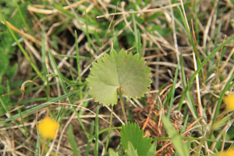 Image of Ranunculus monophyllus specimen.