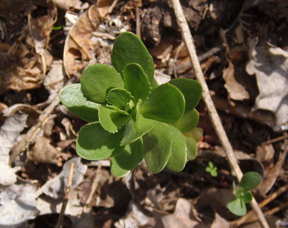 Image of Hylotelephium triphyllum specimen.