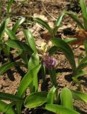 Orchis mascula. Нецветущие растения и растение с бутонами. Крым, гора Северная Демерджи, западный склон, дубовый лес. 28 апреля 2013 г.