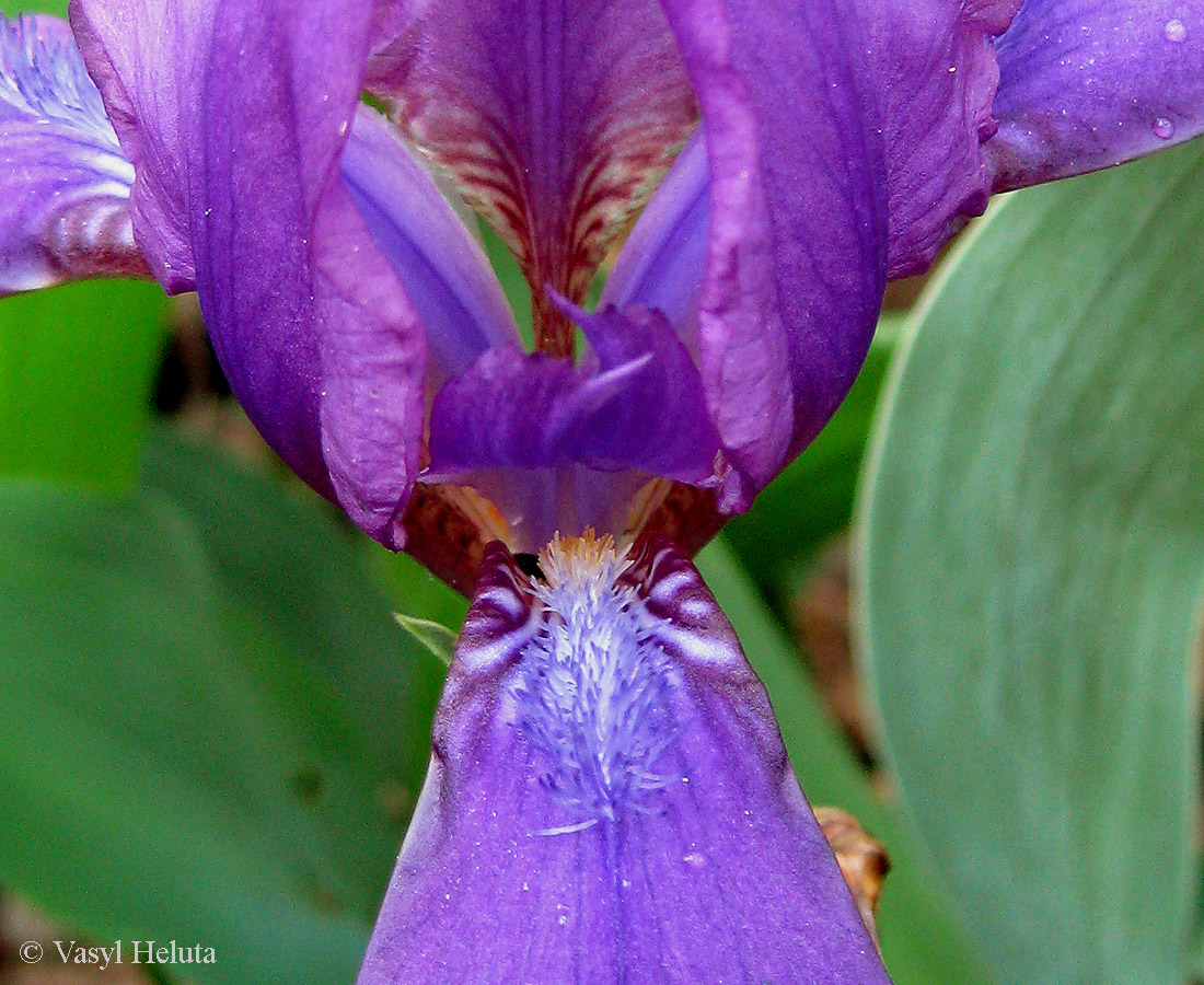 Image of Iris hungarica specimen.