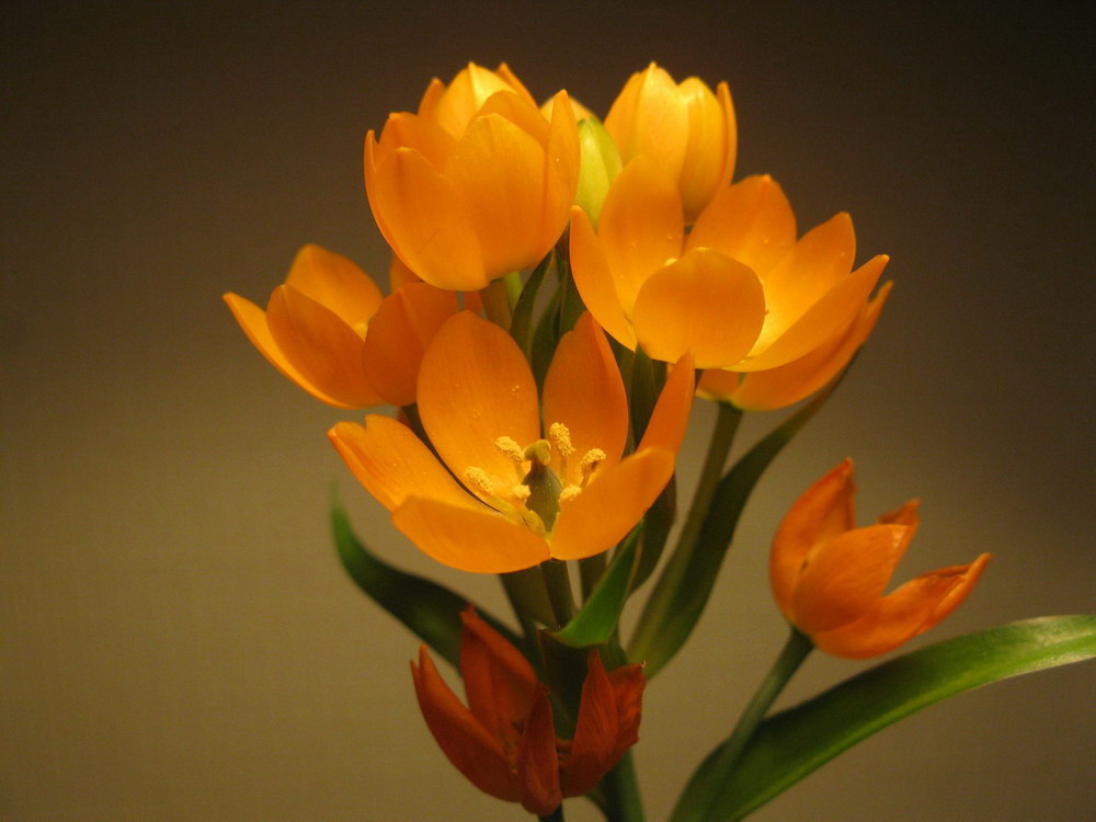 Image of Ornithogalum dubium specimen.