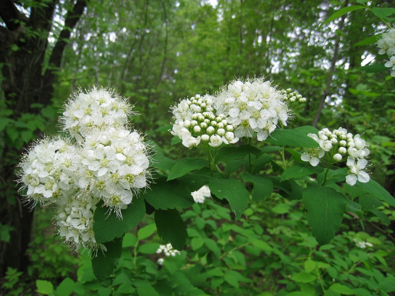 Image of Spiraea chamaedryfolia specimen.