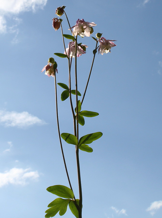 Изображение особи Aquilegia vulgaris.