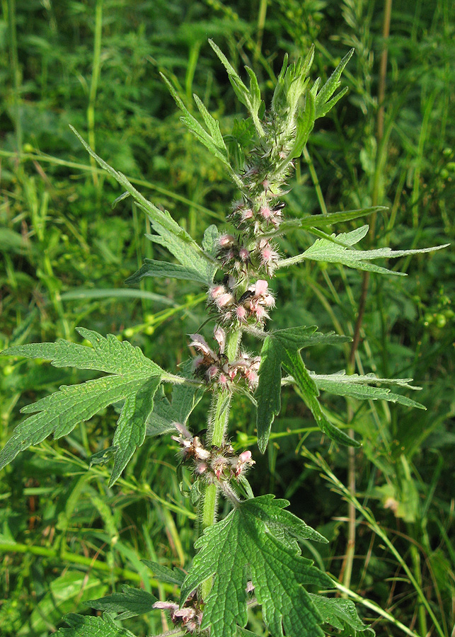 Image of Leonurus quinquelobatus specimen.