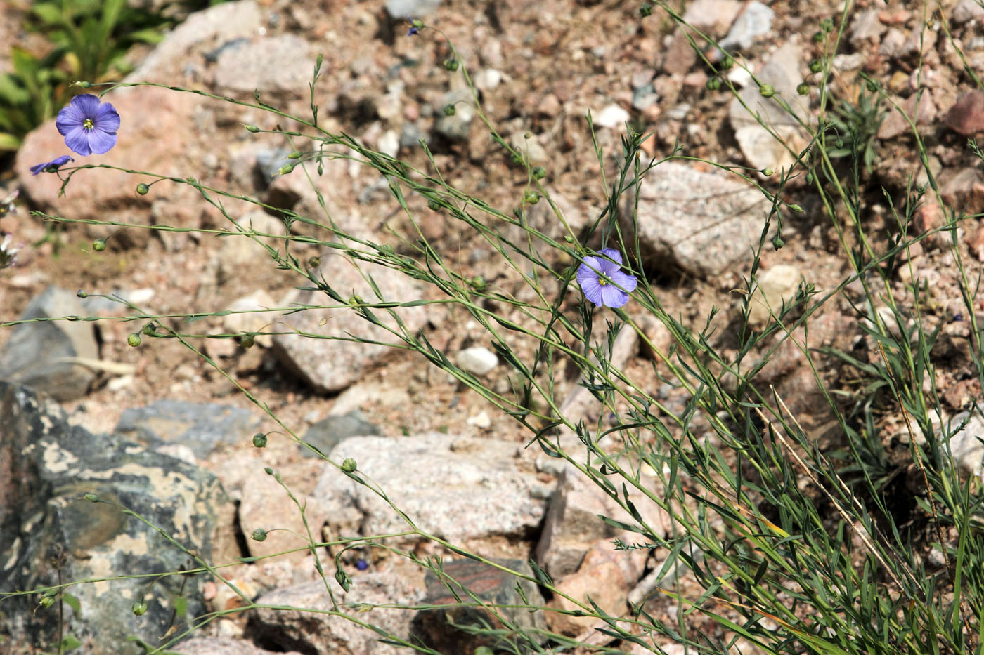 Image of Linum macrorhizum specimen.