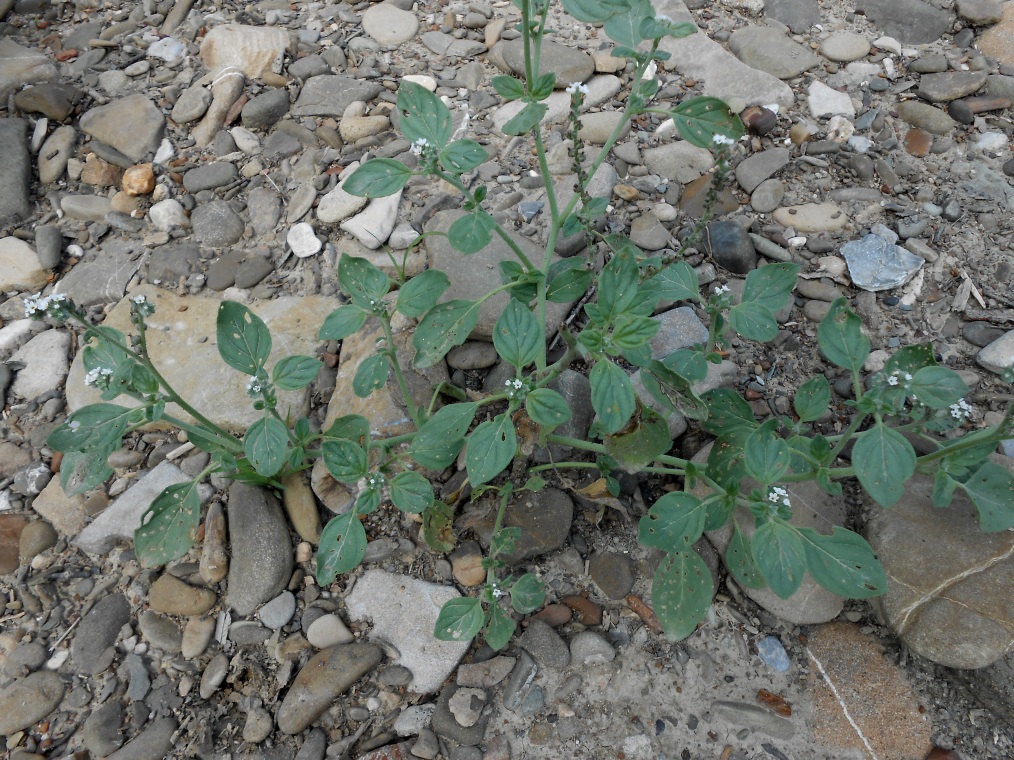 Image of genus Heliotropium specimen.