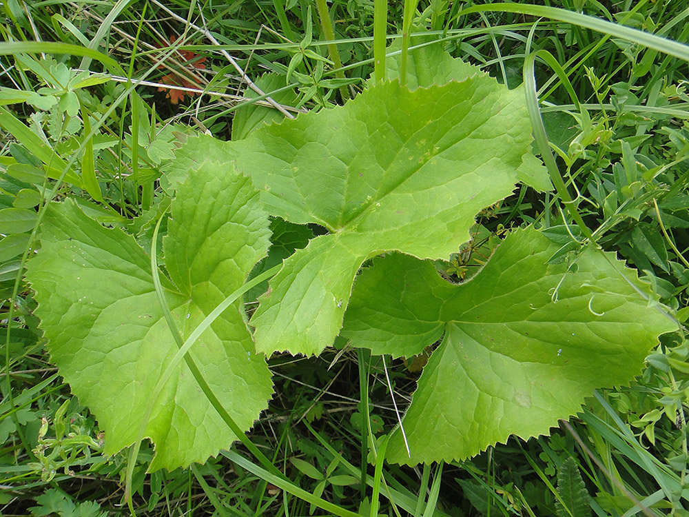 Изображение особи Ligularia sibirica.