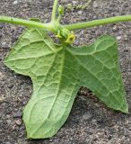 Cyclanthera brachystachya. Цветок и лист (обратная сторона). Германия, г. Krefeld, Ботанический сад. 11.08.2013.