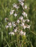 Silene nutans