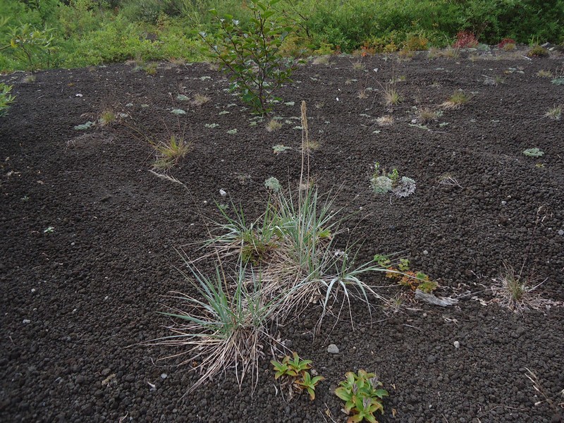 Image of Trisetum molle specimen.