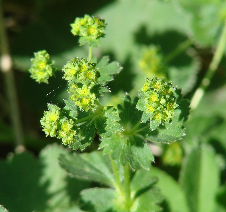 Изображение особи род Alchemilla.