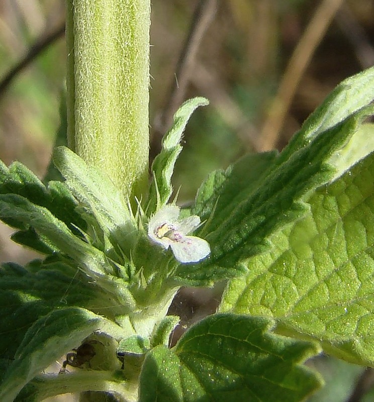 Image of Chaiturus marrubiastrum specimen.