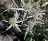 Eryngium variifolium. Соцветия. Германия, г. Krefeld, Ботанический сад. 20.08.2013.