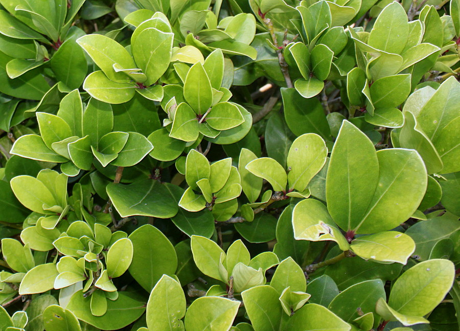 Image of Skimmia japonica specimen.