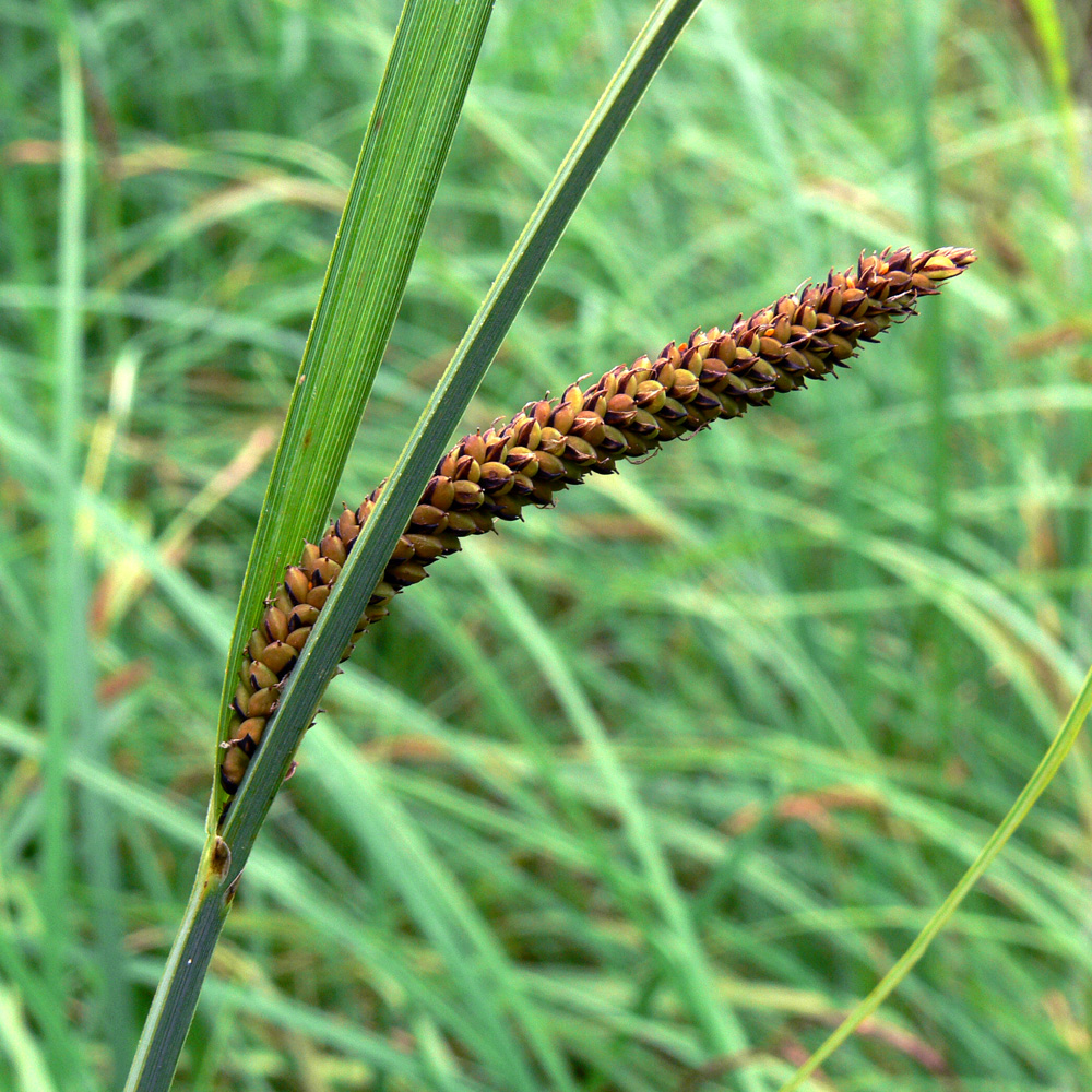 Изображение особи Carex acuta.