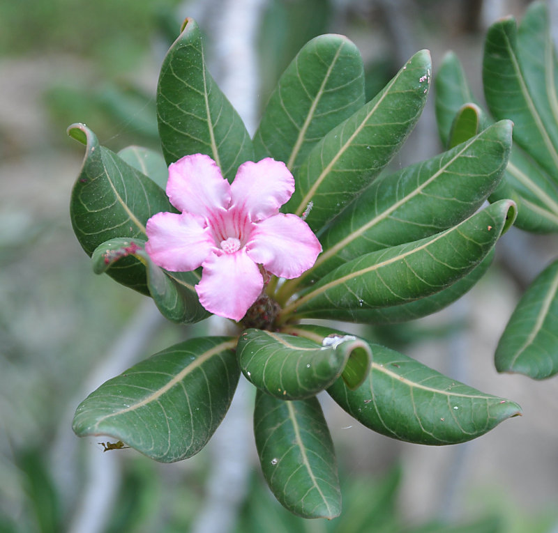 Image of Adenium obesum ssp. socotranum specimen.