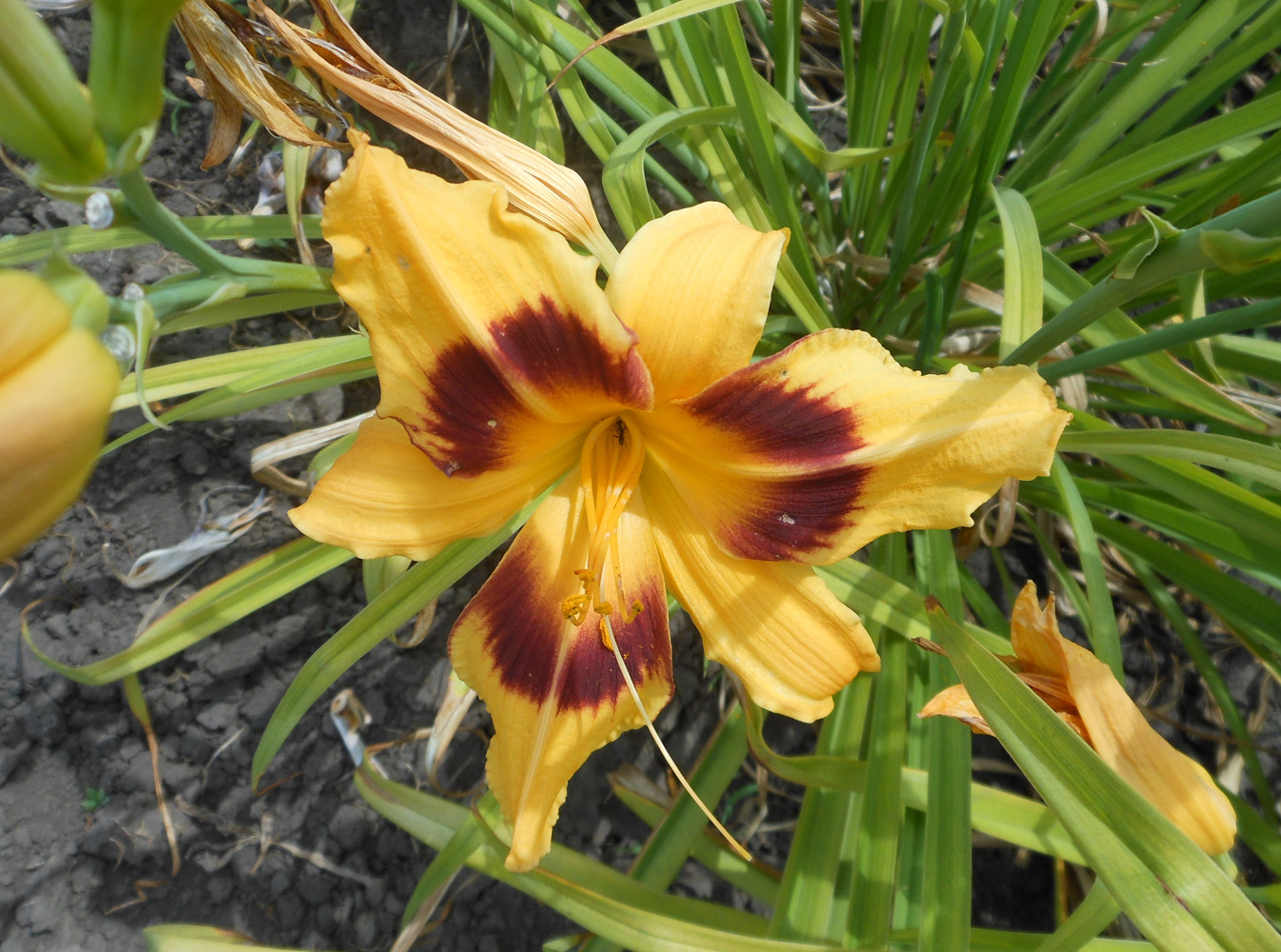 Изображение особи Hemerocallis &times; hybrida.