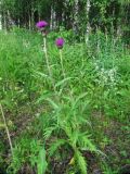 Cirsium heterophyllum. Цветущее растение на краю луга у леса. Коми, Княжпогостский р-н, окр. пос. Ропча, долина руч. Дюкачева. 12.07.2013.