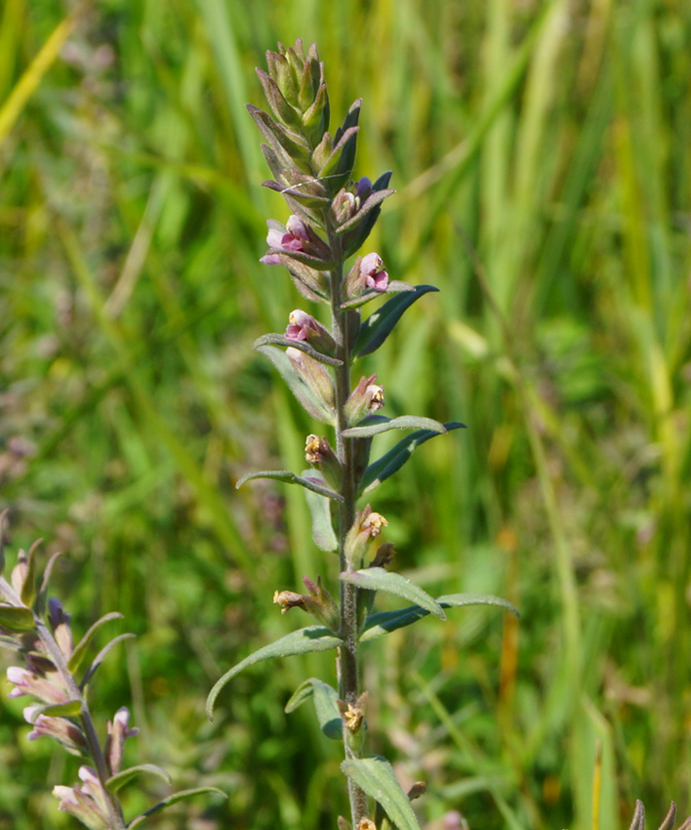 Изображение особи Odontites vulgaris.