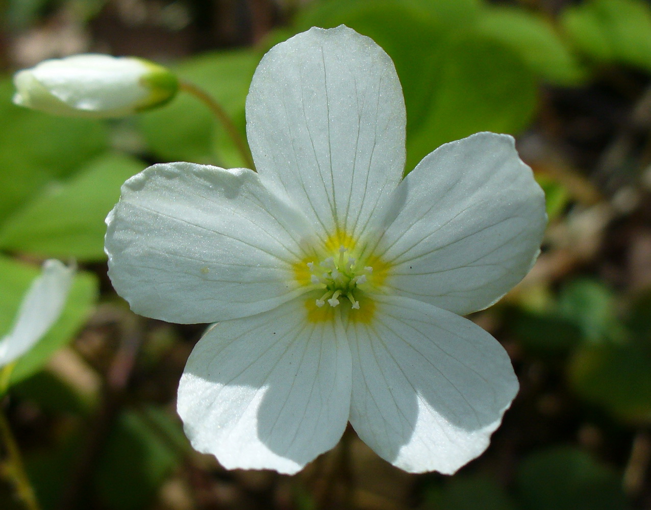 Image of Oxalis acetosella specimen.