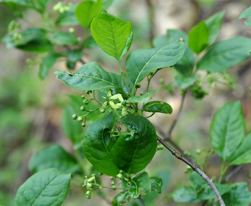 Image of Euonymus europaeus specimen.