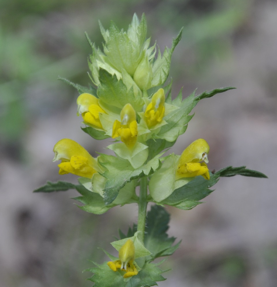 Image of genus Rhinanthus specimen.