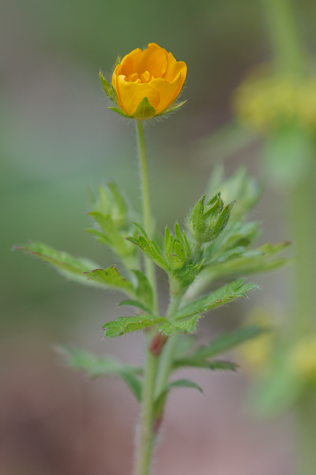 Изображение особи род Potentilla.