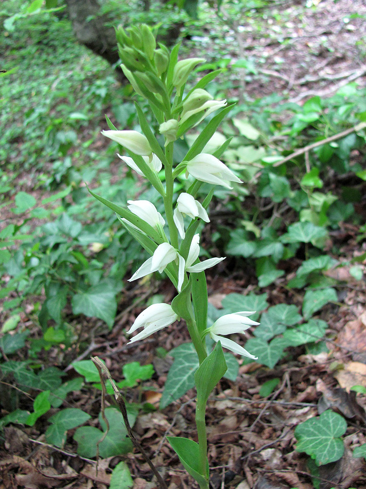 Image of Cephalanthera epipactoides specimen.