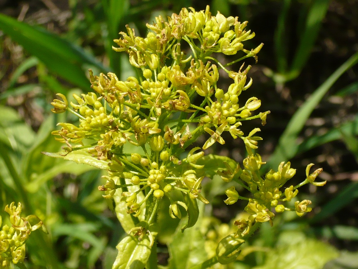 Image of Bunias orientalis specimen.