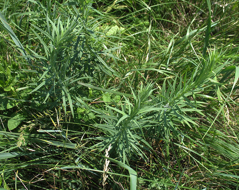 Image of Linaria biebersteinii specimen.