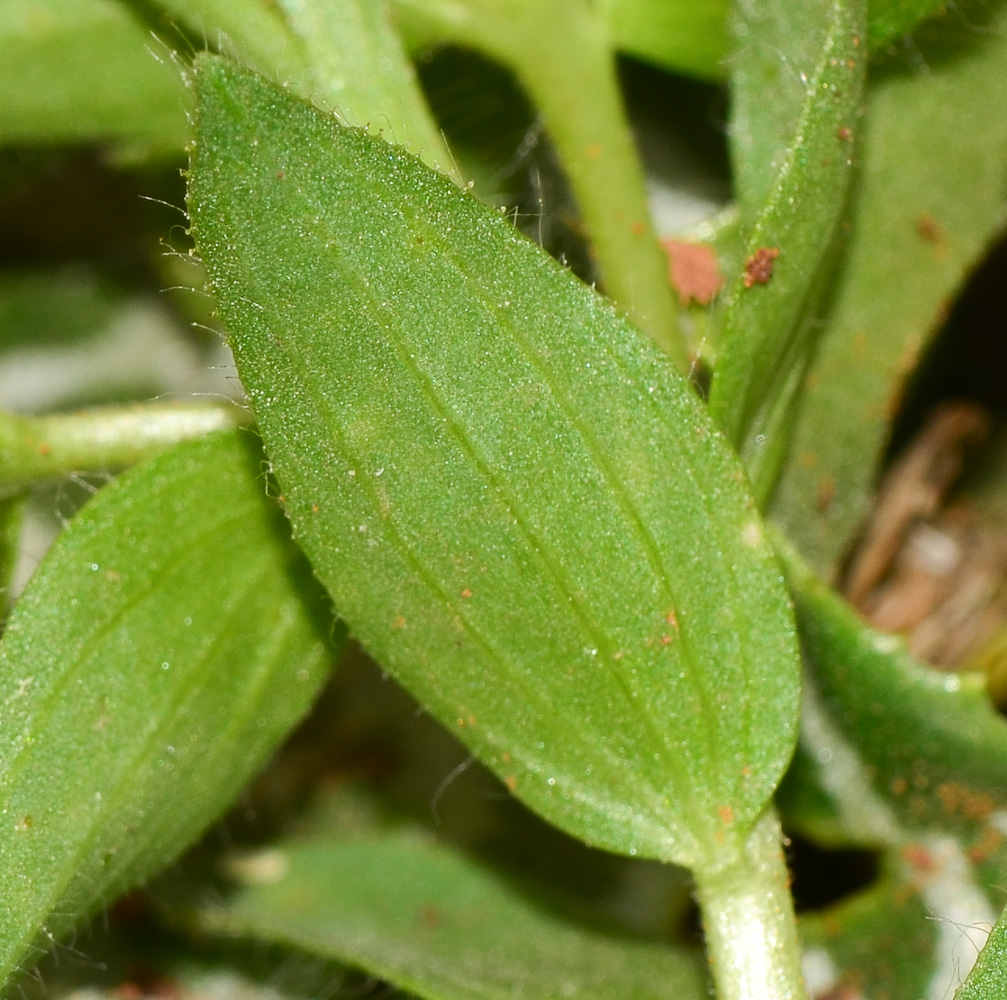 Изображение особи Linum pubescens.