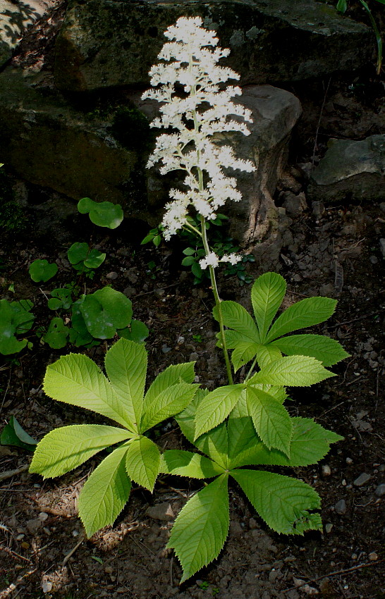 Изображение особи Rodgersia aesculifolia.